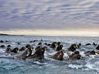 Great Migrations: Walruses