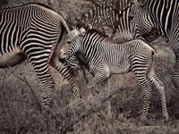 Great Migrations: Zebras