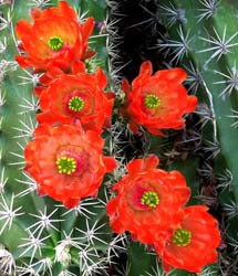 Cactus Blooms