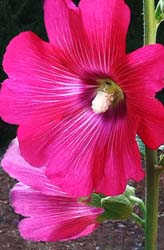 Hollyhock