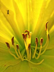 Lily