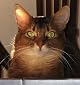 Sparkle the Cat