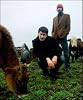 Mountain Goats
