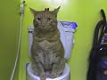 Cat Toilet Training Kit