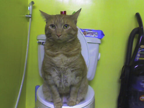 CitiKitty Cat Toilet Training Kit