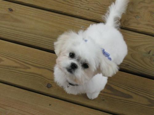 Chloe's (19 weeks old as of 5/30/08) first haircut! She's a peke-a-poo.