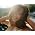 Thumbnail image of Rihanna