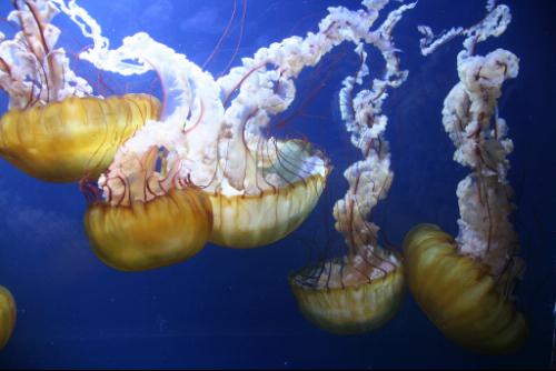 Shot with 18-200 Canon Lens Aquarium of the Bay, no flash, indoors with dim lighting, hand held. Great IS!
