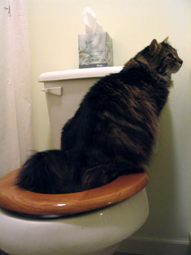 CitiKitty Cat Toilet Training Kit