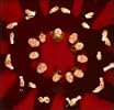 Tallis Scholars