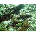ef0a81b0c8a06f70d771d110.L. AA150  Waterproof Advantage Of Dive Cameras Used Topside