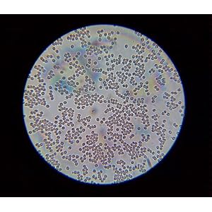 My First Lab Duo-Scope Microscope