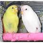 Pollys Pet Products Cuttlebone and Calcium Bird Pe&hellip Polly's Pet Products