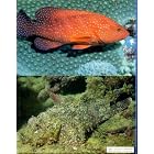 Click here to buy Micronesian Reef Fishes: A Practical Guide to the Identification on the Coral Reef Fishes of the Tropical Central and... by  Robert F. Myers.