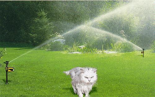 Scarecrow Motion-Activated Sprinkler kitty Scarecrow Motion-Activated Sprinkler Kitty