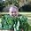 Thumbnail image of Virginia Willis