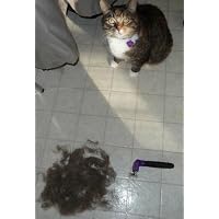 FURminator results