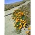 Antelope Valley Poppy Reserve 4/12/09