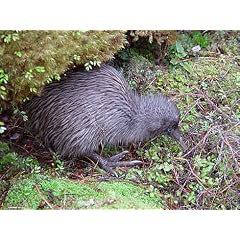 Flight of the Huia: Ecology and Conservation of New Zealand's Frogs, Reptiles, Birds, and Mammals