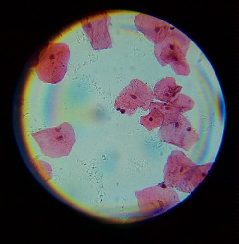 My First Lab Duo-Scope Microscope