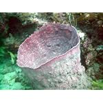 a56b81b0c8a07f70d771d110.L. AA150  Waterproof Advantage Of Dive Cameras Used Topside