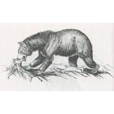 All About Bears