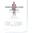 Human anatomy: The male, 16 full-color illustrations by  Ronald Keller
