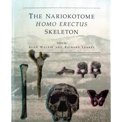 Nariokotome Homo Erectus Skeleton