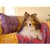 Declan, Wendy's red dot chasing Sheltie. 