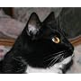Canon PowerShot Pro Series S5 IS 8.0MP Digital Cam&hellip by Canon