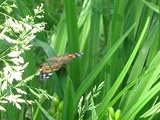 Insect Lore Live Butterfly Garden