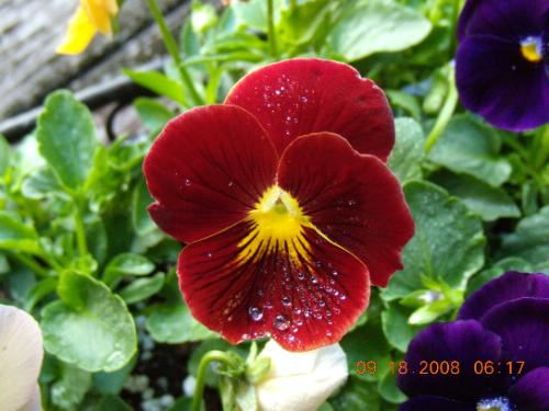 http://g-ecx.images-amazon.com/images/G/01/ciu/ab/b2/084fe03ae7a0d3ecca08c110.L.jpg