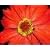 Gloxinia "Flower"