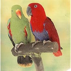 The Eclectus: A Complete Guide