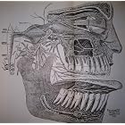 Click here to buy A textbook of exodontia; exodontia, oral surgery and anesthesia. by .