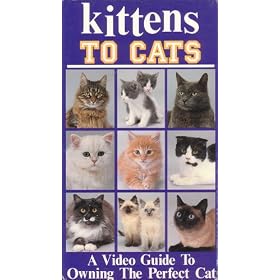 Buy Kittens to Cats now!