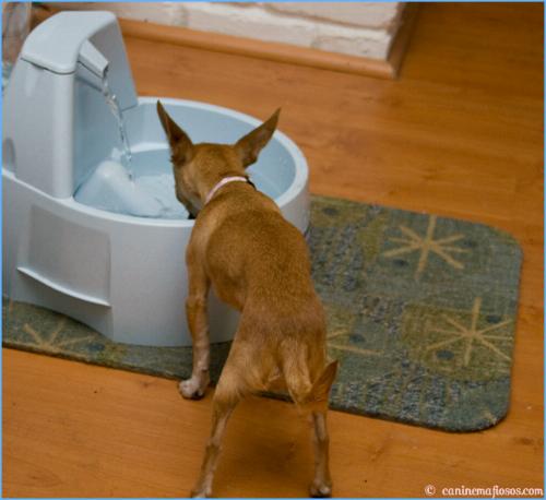 Drinkwell Big-Dog Pet Fountain