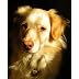 My 'Sawtelle Dog' Hailey