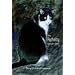 The Psychokitty Speaks Out: Diary Of A Mad Housecat