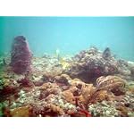 3ee681b0c8a08f70d771d110.L. AA150  Waterproof Advantage Of Dive Cameras Used Topside