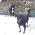 Thumbnail image of Mel Comley