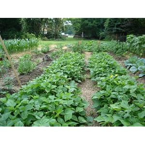 The Vegetable Gardener's Bible: Discover Ed's High-Yield W-O-R-D System for All North American Gardening Regions
