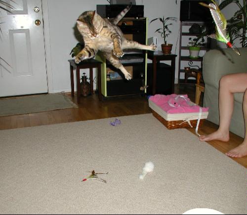 The Da Bird Value Pack (Includes 1 Da Bird Original Single 3 Foot Pole Cat Toy & 2 Replacement Feathers)