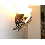 Joby GP1-M1EN Gorillapod GoGo Flexible Tripod with&hellip by Joby
