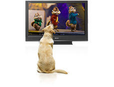 Dog watching TV