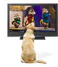 A dog watching TV