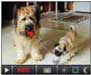 This is a picture of dogs