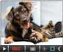 This is a picture of pets
