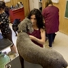 Groomer or Doggy Daycare