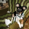 Pet Watch